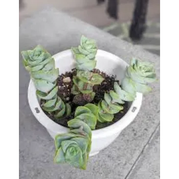 Delightful Succulent Plant